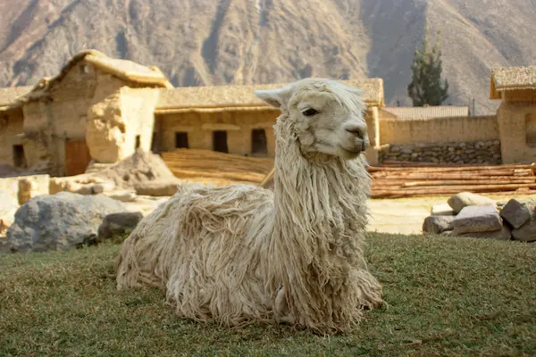 Tour Valle Sagrado Perú