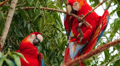 Parque nacional de manu 5 días y 4 noches